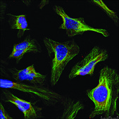 Anti-BCL2 (Ab-56) antibody produced in rabbit affinity isolated antibody