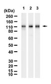 Anti-STAT2 Antibody, clone 1F7 ZooMAb&#174; Rabbit Monoclonal recombinant, expressed in HEK 293 cells