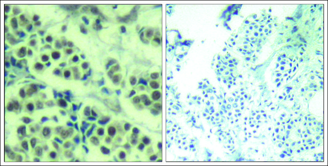 Anti-MDM2 (Ab-166) antibody produced in rabbit affinity isolated antibody