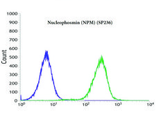 Anti-Nucleophosmin antibody, Rabbit monoclonal clone SP236, recombinant, expressed in proprietary host, affinity isolated antibody