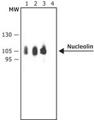 Anti-Nucleolin antibody produced in rabbit affinity isolated antibody, buffered aqueous solution