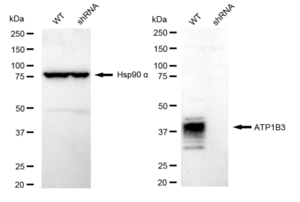 KD-Validated Anti ATP1B3 Antibody, clone 23GB4740, Rabbit Monoclonal clone 23GB4740, recombinant rabbit monoclonal, expressed in HEK293 cells