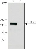 Anti-ULK1 antibody produced in rabbit ~1.0&#160;mg/mL, affinity isolated antibody