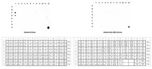 Anti-acetyl-Histone H3 (Lys9) Antibody Upstate&#174;, from rabbit