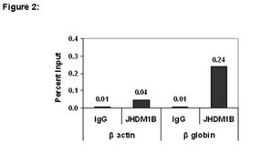 ChIPAb+ JHDM1B Antibody from rabbit, purified by affinity chromatography