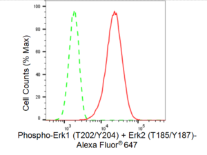 Anti-phospho-Erk1 (Thr202/Tyr204) + Erk2 (Thr185/Tyr187) Antibody, clone 23GB4520, Rabbit Monoclonal clone 23GB4520, recombinant rabbit monoclonal, expressed in HEK293 cells