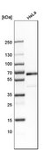 Anti-NR2C2 antibody produced in rabbit Prestige Antibodies&#174; Powered by Atlas Antibodies, affinity isolated antibody, buffered aqueous glycerol solution