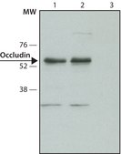 Anti-Occludin antibody from rabbit affinity isolated antibody