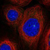 Anti-ASAP1 antibody produced in rabbit Prestige Antibodies&#174; Powered by Atlas Antibodies, affinity isolated antibody, buffered aqueous glycerol solution
