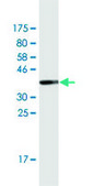 Monoclonal Anti-POU4F1 antibody produced in mouse clone 7B4, purified immunoglobulin, buffered aqueous solution
