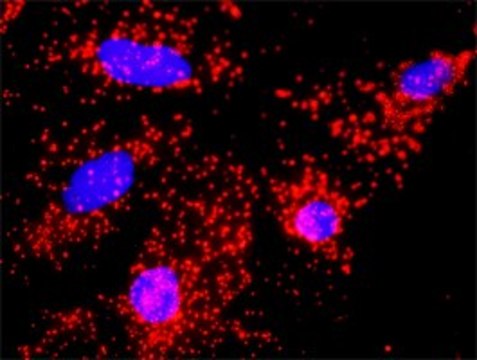 Anti-CDC20 antibody produced in rabbit purified immunoglobulin, buffered aqueous solution