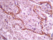 Anti-XRCC2 Antibody from rabbit, purified by affinity chromatography