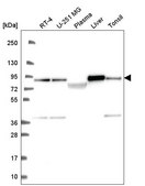 Anti-NDUFS1 antibody produced in rabbit Prestige Antibodies&#174; Powered by Atlas Antibodies, affinity isolated antibody