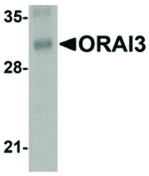 Monoclonal Anti-ORAI3 antibody produced in mouse affinity isolated antibody