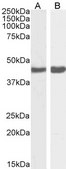 Anti-CCM2 antibody produced in goat affinity isolated antibody, buffered aqueous solution
