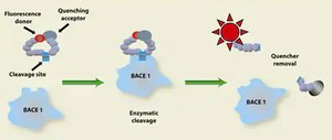 &#946;-Secretase (BACE1) Activity Detection Kit (Fluorescent) 1&#160;kit sufficient for 250&#160;reactions