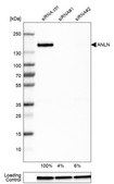 Anti-ANLN antibody produced in rabbit Prestige Antibodies® Powered by Atlas Antibodies, affinity isolated antibody, buffered aqueous glycerol solution