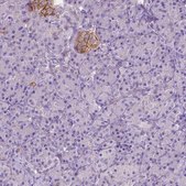 Anti-GNAO1 antibody produced in rabbit Prestige Antibodies&#174; Powered by Atlas Antibodies, affinity isolated antibody, buffered aqueous glycerol solution