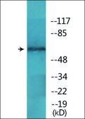 Anti-phospho-NF-kappaB p65 (pSer536) antibody produced in rabbit affinity isolated antibody