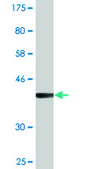 Monoclonal Anti-VCP, (N-terminal) antibody produced in mouse clone 2B2, purified immunoglobulin, buffered aqueous solution