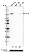 Monoclonal Anti-ITGA5 antibody produced in mouse Prestige Antibodies® Powered by Atlas Antibodies, clone CL6940, purified immunoglobulin, buffered aqueous glycerol solution