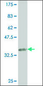 ANTI-SMAD4 antibody produced in mouse clone 1G9, purified immunoglobulin, buffered aqueous solution