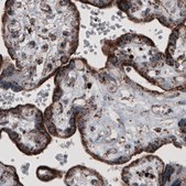 Monoclonal Anti-CS antibody produced in mouse Prestige Antibodies&#174; Powered by Atlas Antibodies, clone CL2561, purified immunoglobulin, buffered aqueous glycerol solution