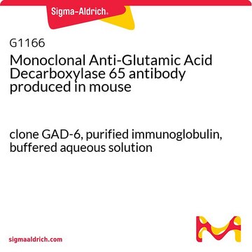 Monoclonal Anti-Glutamic Acid Decarboxylase 65 antibody produced in mouse clone GAD-6, purified immunoglobulin, buffered aqueous solution