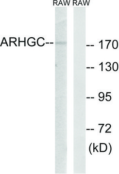 Anti-ARHGEF12 antibody produced in rabbit affinity isolated antibody