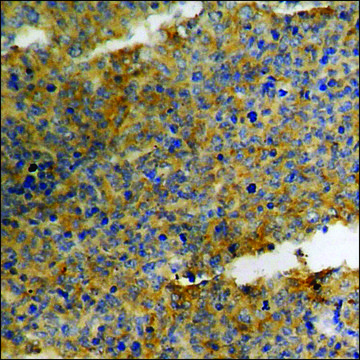 Anti-phospho-p27 Kip1 (pSer10) antibody produced in rabbit affinity isolated antibody