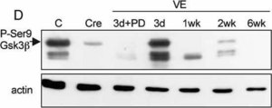 Anti-Actin, N-terminal antibody produced in rabbit ~0.5&#160;mg/mL, affinity isolated antibody, buffered aqueous solution