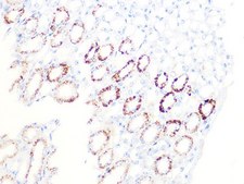 Anti-PDHB antibody produced in rabbit