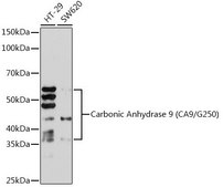 Anti-Carbonic Anhydrase 9 (CA9/G250) antibody produced in rabbit