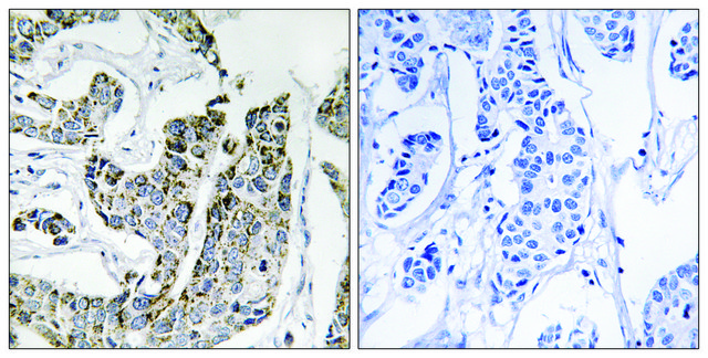 Anti-phospho-BLK (pTyr501) antibody produced in rabbit affinity isolated antibody