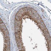 Anti-SLC1A5 antibody produced in rabbit Prestige Antibodies&#174; Powered by Atlas Antibodies, affinity isolated antibody, buffered aqueous glycerol solution