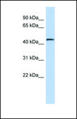 Anti-SMAD2, (N-terminal) antibody produced in rabbit affinity isolated antibody