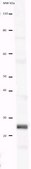 Anti-SFTPC Antibody from rabbit, purified by affinity chromatography