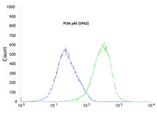 Anti-PI3K P85 antibody, Rabbit monoclonal recombinant, expressed in proprietary host, clone SP62, affinity isolated antibody