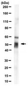 Anti-Arrestin-C Antibody, clone 7G6