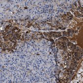Anti-BTG3 antibody produced in rabbit Prestige Antibodies&#174; Powered by Atlas Antibodies, affinity isolated antibody, buffered aqueous glycerol solution