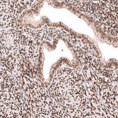 Monoclonal Anti-CUX1 antibody produced in mouse Prestige Antibodies&#174; Powered by Atlas Antibodies, clone CL5275, purified immunoglobulin, buffered aqueous glycerol solution