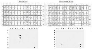 Anti-phospho-Histone H3 (Ser10) Antibody, clone CMA312, Trial Size clone CMA312, Upstate&#174;, from mouse
