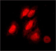 Monoclonal Anti-Cyclin A antibody produced in mouse clone CY-A1, ascites fluid