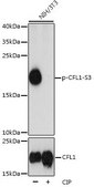 Anti-Phospho-CFL1-S3 antibody produced in rabbit