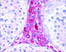 Anti-BACE1 antibody produced in rabbit affinity isolated antibody
