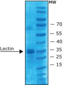 Lectin from Ulex europaeus (gorse, furze) lyophilized powder