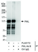 Rabbit anti-PML Antibody, Affinity Purified Powered by Bethyl Laboratories, Inc.