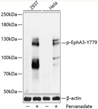 Anti-Phospho-EphA3-Y779 antibody produced in rabbit