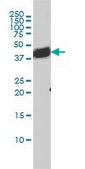 Monoclonal Anti-BAG1, (C-terminal) antibody produced in mouse clone 4C10, purified immunoglobulin, buffered aqueous solution