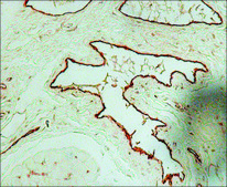 Anti-von Willebrand Factor antibody produced in rabbit IgG fraction of antiserum, buffered aqueous solution
